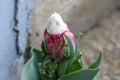 Ice cream tulip plant with dense layered violet to pure white tepals planted in local garden starting to open and bloom surrounded Royalty Free Stock Photo