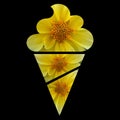 Ice cream yellow flower Royalty Free Stock Photo