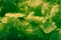 Ice crystal. Abstract background texture of frozen water painted green