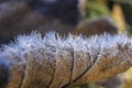 Ice crystals