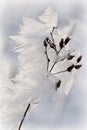 Ice crystals