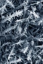 Ice crystals Royalty Free Stock Photo