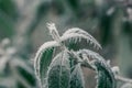 Ice Crystals around frosted plant in winter Royalty Free Stock Photo