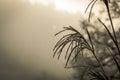 Ice Crystals around frosted plant in winter  with white space Royalty Free Stock Photo