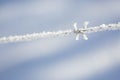 Ice Crystals On Barbed Wire Royalty Free Stock Photo