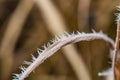 Ice Crystals around frosted plant in winter Royalty Free Stock Photo