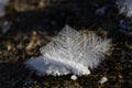 Ice crystals closeup Royalty Free Stock Photo