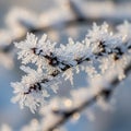 Ice crystals coat a tree branch, creating a delicate and intricate pattern. The crystals appear Royalty Free Stock Photo