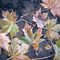 Ice crystals covered maple leaves on tarmac road Royalty Free Stock Photo