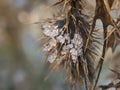 ice crystals on a dried teasel comb