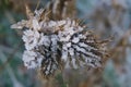 ice crystals on a dried teasel comb