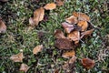 Ice crystals on dry leaves, frozen fallen leaves Royalty Free Stock Photo