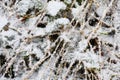 Snow crust on shrub close-up winter season nature background