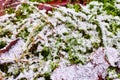 Ice crystals on leaf litter, winter season nature patterns