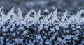 Ice crystals form intricate, feather-like patterns on a dark Royalty Free Stock Photo