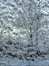 Frozen window. The pattern of ice on the glass