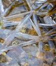 Ice Crystals Form in Pebbled Pond Royalty Free Stock Photo