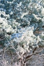 Ice crystals formed on branches and freeze in all directions on a fir tree Royalty Free Stock Photo