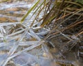 Ice Crystals in Pond Make Star Shapes Royalty Free Stock Photo