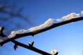 Ice crystals frozen on a dry branch against a blue sky