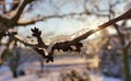 Ice crystals frozen on dry branches and cherry buds. The sun`s rays reflecting in the ice Royalty Free Stock Photo