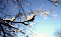 Ice crystals frozen on dry branches and cherry buds. The sun`s rays reflecting in the ice Royalty Free Stock Photo