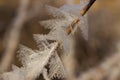 Ice crystals frozen on a dry stalk of grass in winter