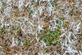 Ice crystals on grass and green leaves. Frosty grass nature background. Selective focus Royalty Free Stock Photo