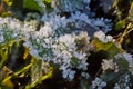 ice crystals on grass and leafs on the forest floor Royalty Free Stock Photo