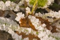 ice crystals on grass and leafs on the forest floor Royalty Free Stock Photo