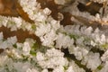 ice crystals on grass and leafs on the forest floor Royalty Free Stock Photo