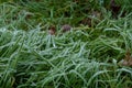 Ice crystals on green grass close up. Nature background, Frosty grass on winter walks with open fields in the background Royalty Free Stock Photo