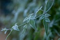 Hoar Frost on Green Leaves Royalty Free Stock Photo