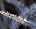 Ice crystals