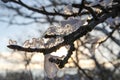 Ice crystals on a bare tree branch Royalty Free Stock Photo