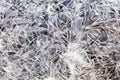 Ice crystals over frozen puddle