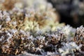 Ice Crystals on Reindeer Lichen (Cladonia) Royalty Free Stock Photo