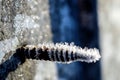 ice crystals on a rusty self-tapping screw illuminated by the morning sun