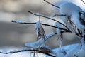 Ice Crystals and Snow Covering the Branches and Leaves of a Japanese Maple Tree Royalty Free Stock Photo