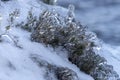 Ice crystals on the ground