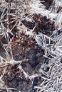 Ice crystals under frozen brook Royalty Free Stock Photo