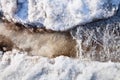 Ice crystals under melting snow stream Royalty Free Stock Photo