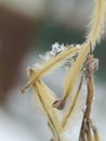 Ice crystals on vegetal material Royalty Free Stock Photo