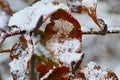 Snow crust on skeleton leaf winter season harsh nature