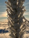 ice crystals on young pine needles in winter. close shooting against the light Royalty Free Stock Photo