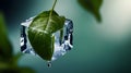 Ice cube slowly melting on a green leaf Royalty Free Stock Photo