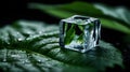 Ice cube slowly melting on a green leaf Royalty Free Stock Photo