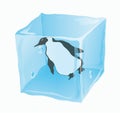 Ice cube in which the penguin