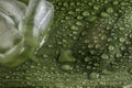 Ice cubes on wet green leaf Royalty Free Stock Photo