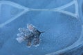 Ice detail, bubbles and leaf frozen in Alava in Winter Royalty Free Stock Photo